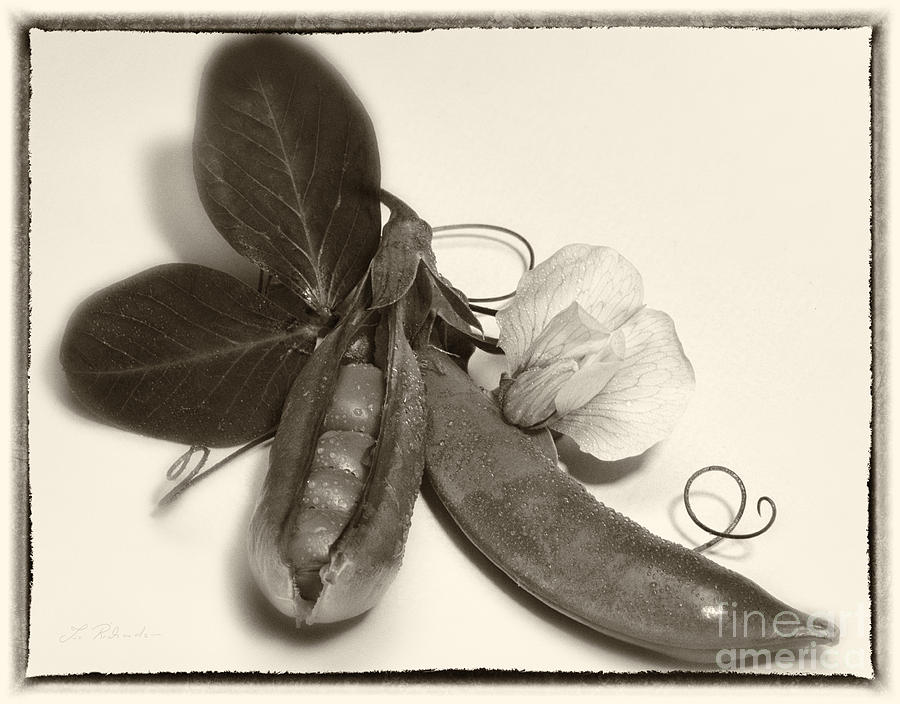 Vegetable Photograph - Green Peas in Pod with White Flower #2 by Iris Richardson