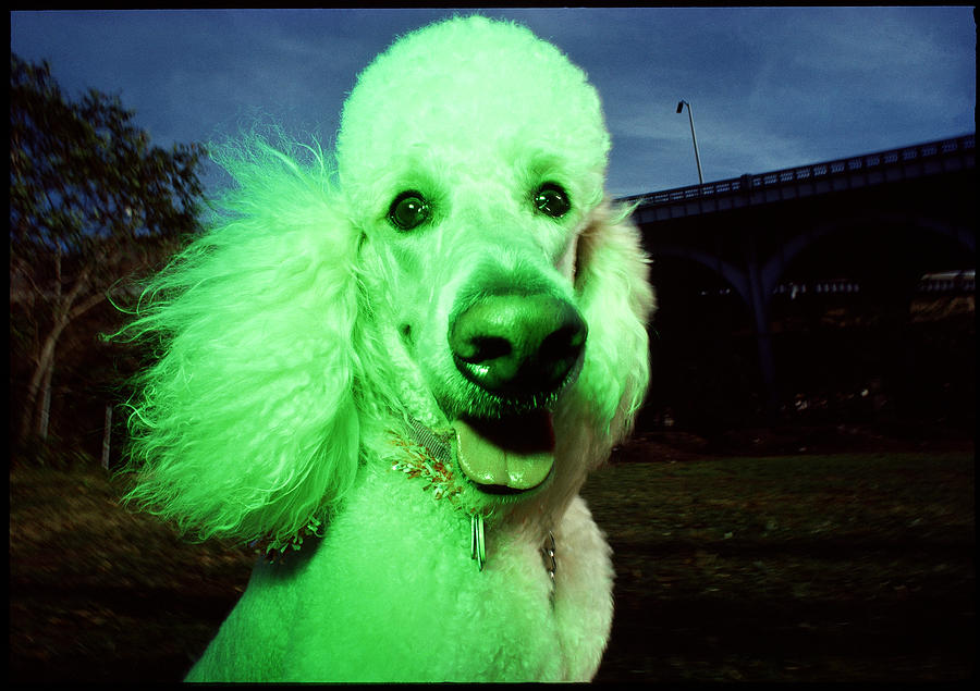 Green Poodle Photograph by Chip Simons - Pixels