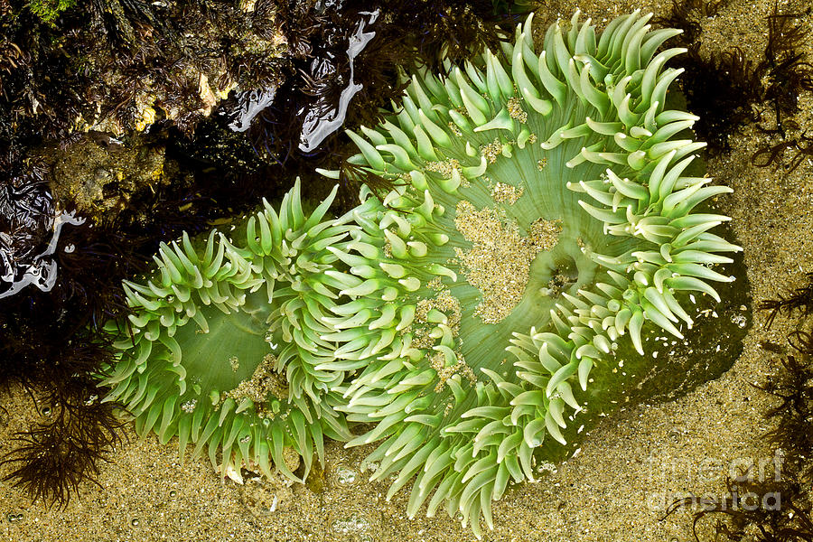 Green Sea Anemone #1 Photograph by Carrie Cranwill