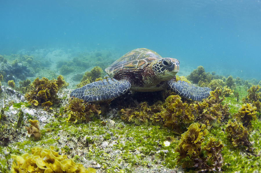 Green Sea Turtle Galapagos Islands #1 Photograph by Tui De Roy