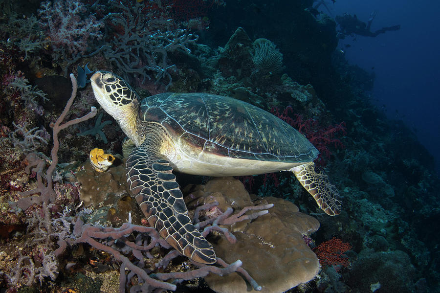 Green Sea Turtle In North Sulawesi Photograph By Brandi Mueller - Fine 