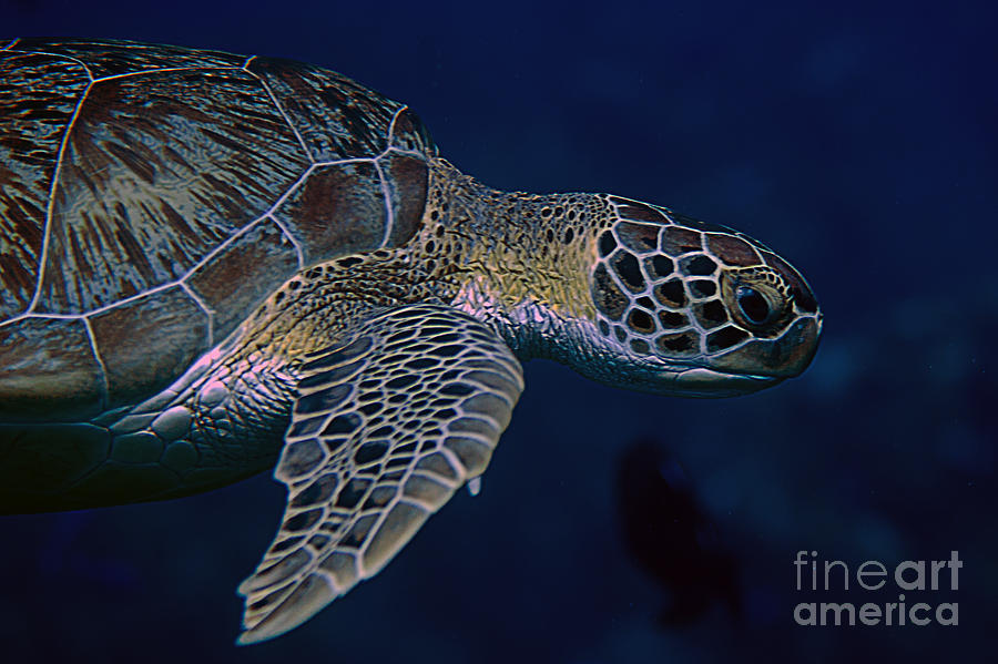 Green Sea Turtle #1 Photograph by JT Lewis