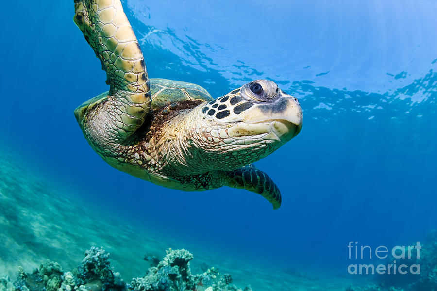 Turtle Photograph - Green Sea Turtle - Maui #3 by M Swiet Productions