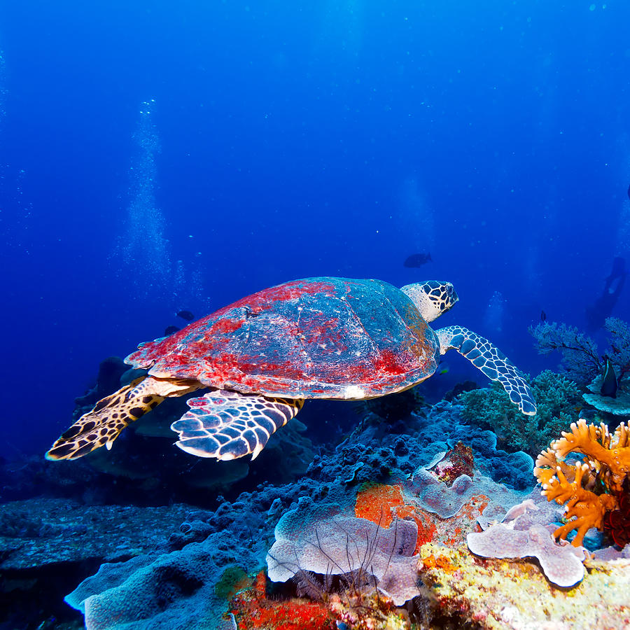 Green Sea Turtle near Coral Reef Bali Photograph by Rostislav Ageev ...