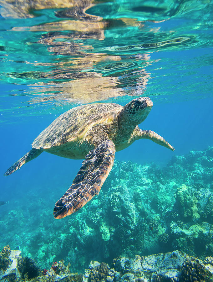 Green Sea Turtle Swimming In Ocean Sea Photograph by Design Pics Vibe ...