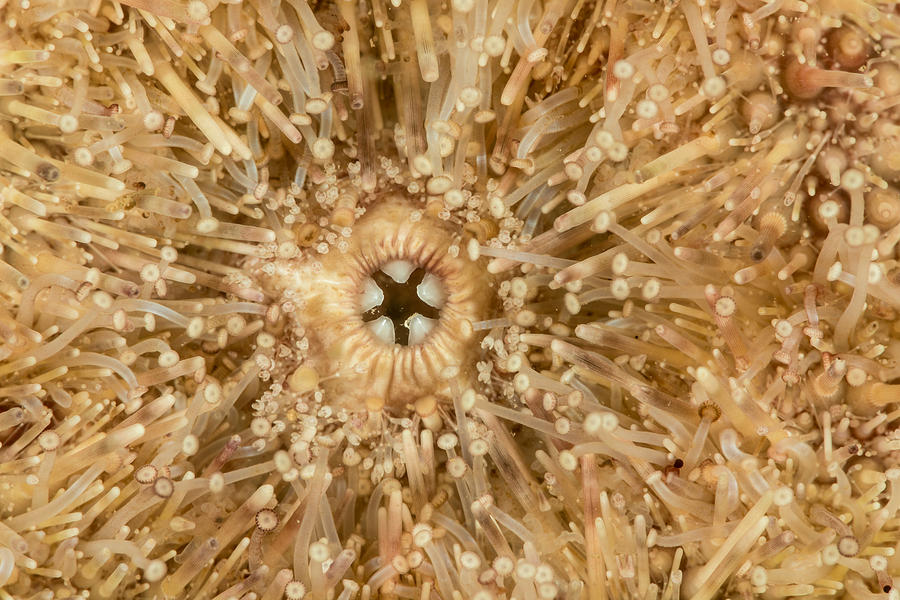 Green Sea Urchin Teeth #1 Photograph by Andrew J. Martinez