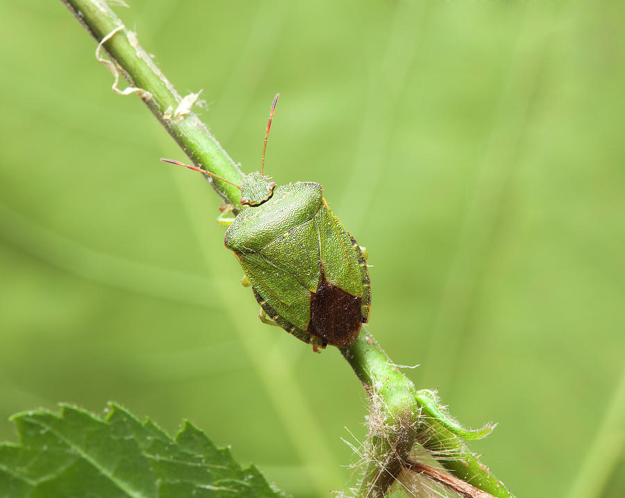 Nature Photograph - Green Shield Bug #1 by Natural History Museum, London