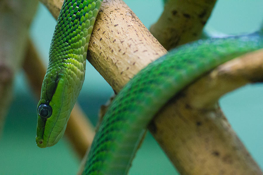 Green Snake #1 Photograph by Leah Palmer