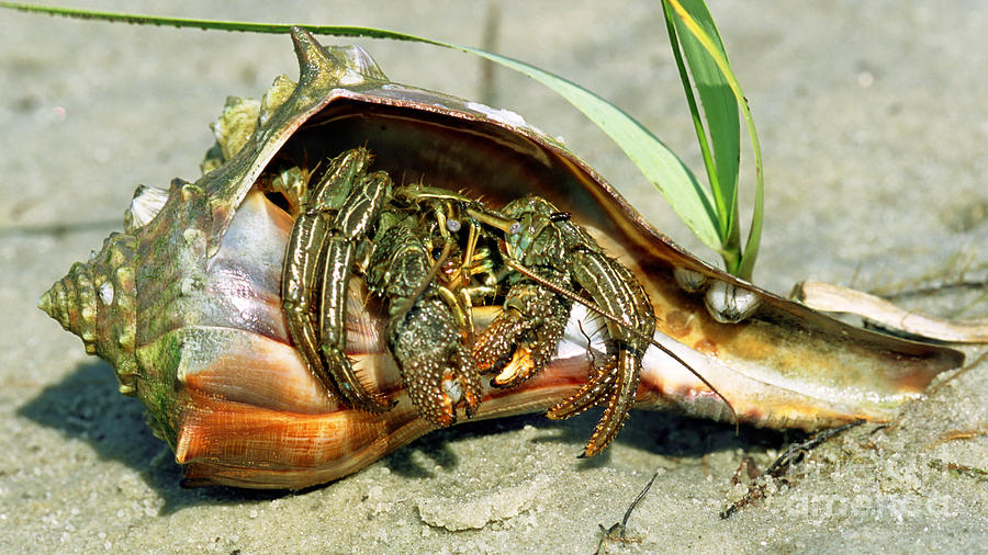 Nature Photograph - Green Striped Hermit Crab #7 by Millard H Sharp
