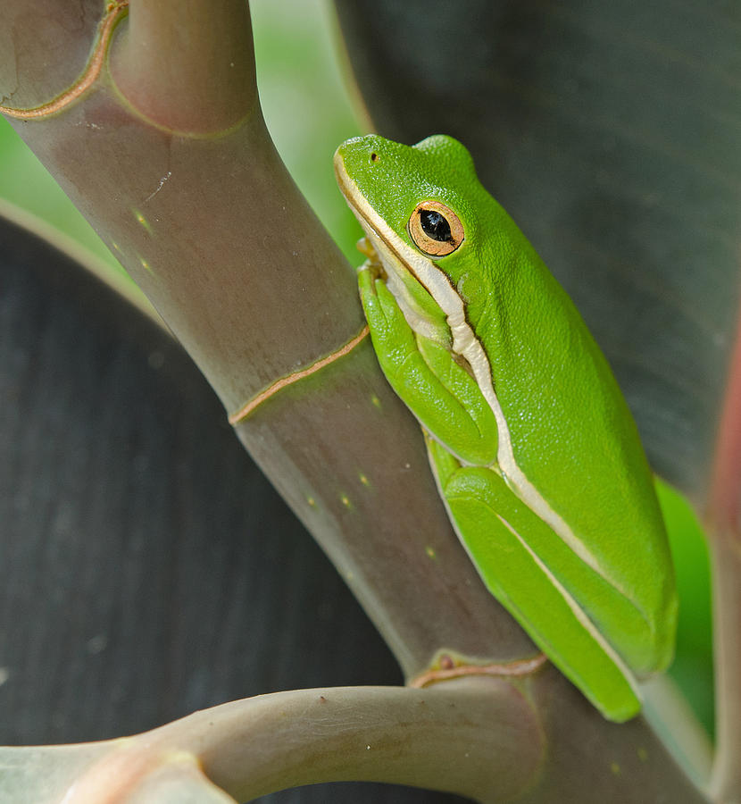 Green Tree Frog #1 Photograph by John Serrao