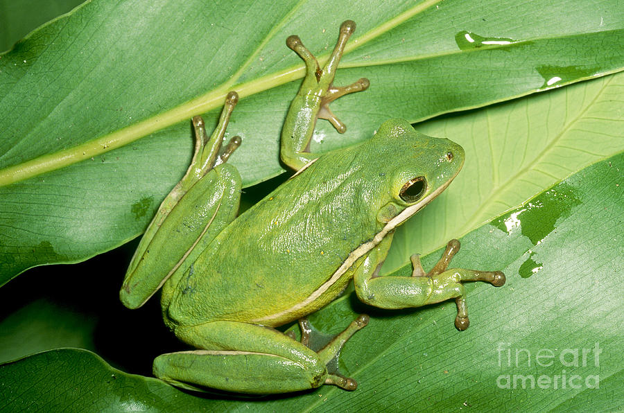 Green Tree Frog #1 Photograph by Millard H. Sharp