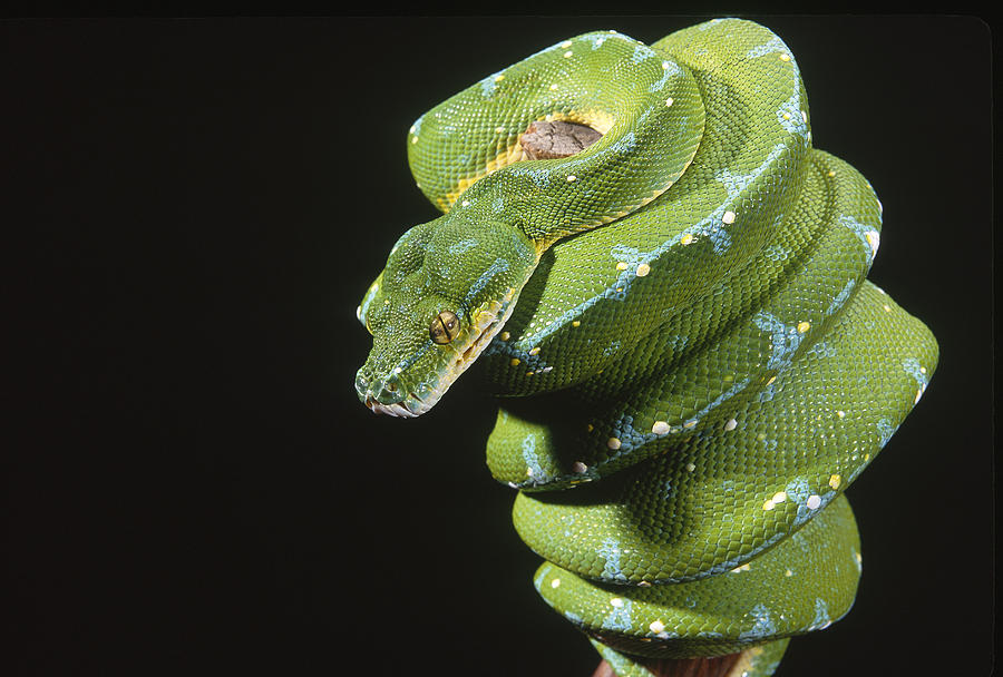 Python Photograph - Green Tree Python #1 by F. Stuart Westmorland