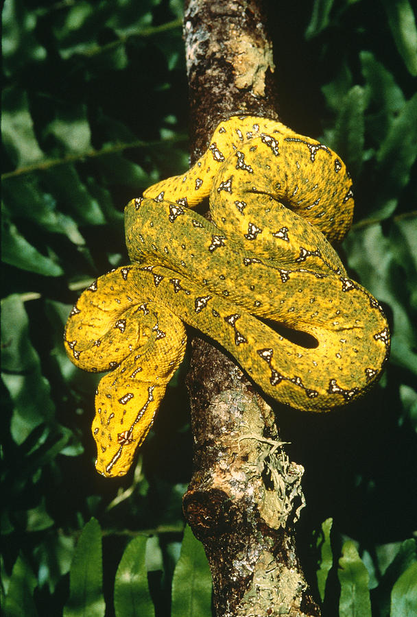 Green Tree Python Photograph By Karl H Switak