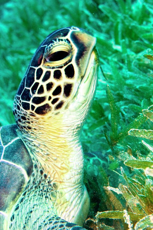 Green Turtle Feeding Photograph by Louise Murray/science Photo Library