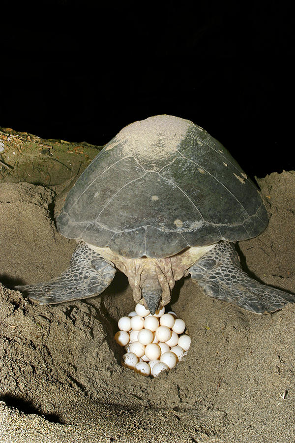 Green Turtle Laying Eggs Photograph by M. Watson | Pixels