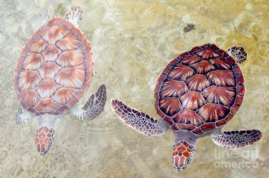 Turtle Photograph - Green Turtles #1 by Carey Chen