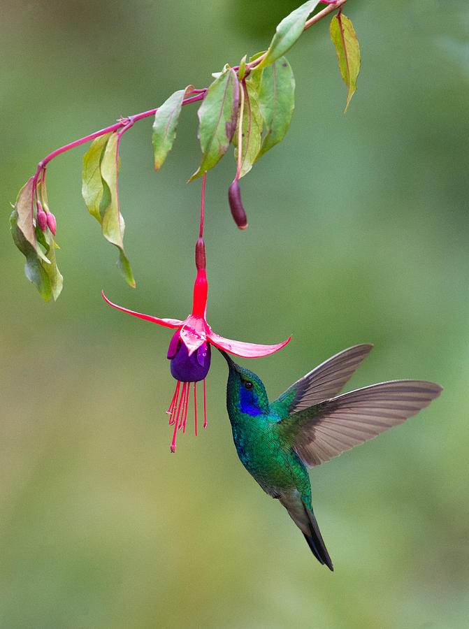 Hummingbird Photograph - Green Violetear Colibri Thalassinus #1 by Panoramic Images