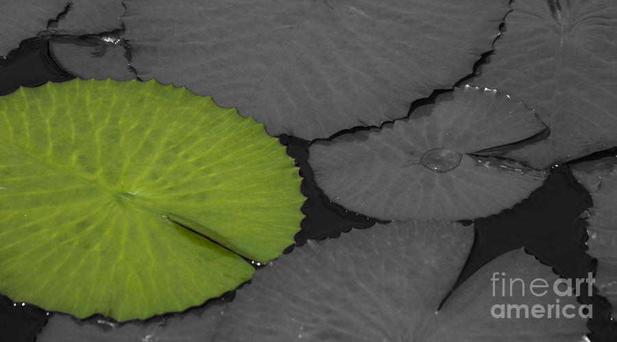Green Water Lily Leaf Splash Color Photograph