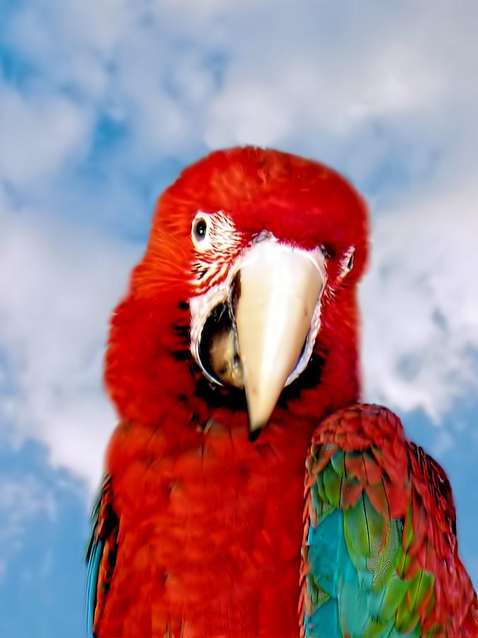 Green Winged Red Macaw by David Rich Green Winged Red Macaw by David Rich