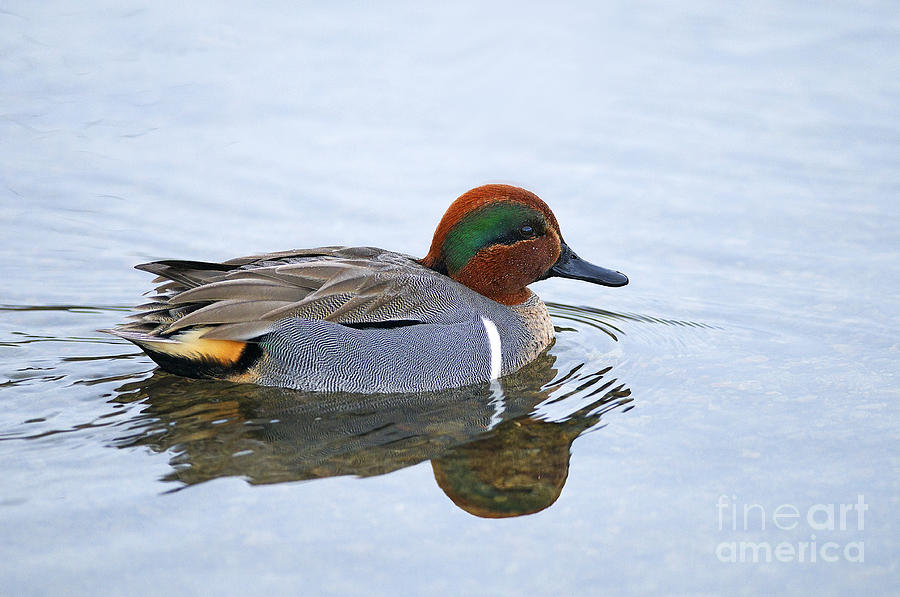 Green Winged Teal #1 Photograph by Sharon Talson