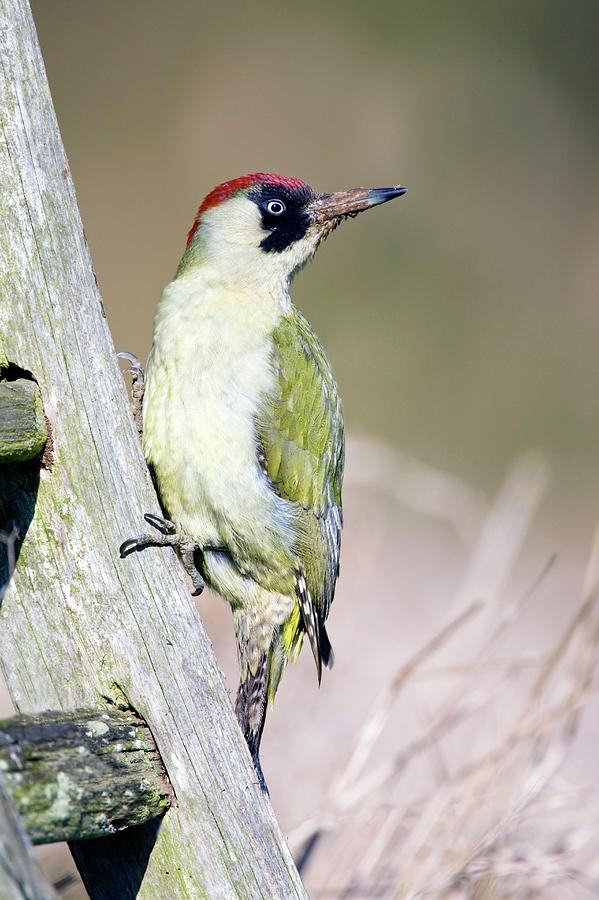 Winter Photograph - Green Woodpecker #1 by John Devries/science Photo Library