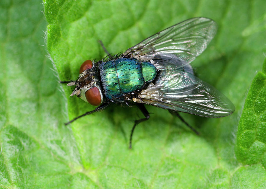 Greenbottle #1 Photograph by Nigel Downer