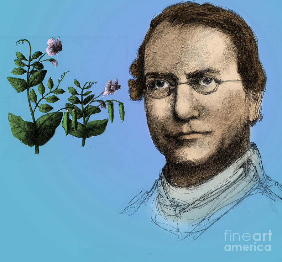 Gregor Mendel, Father Of Genetics #1 Photograph by Spencer Sutton