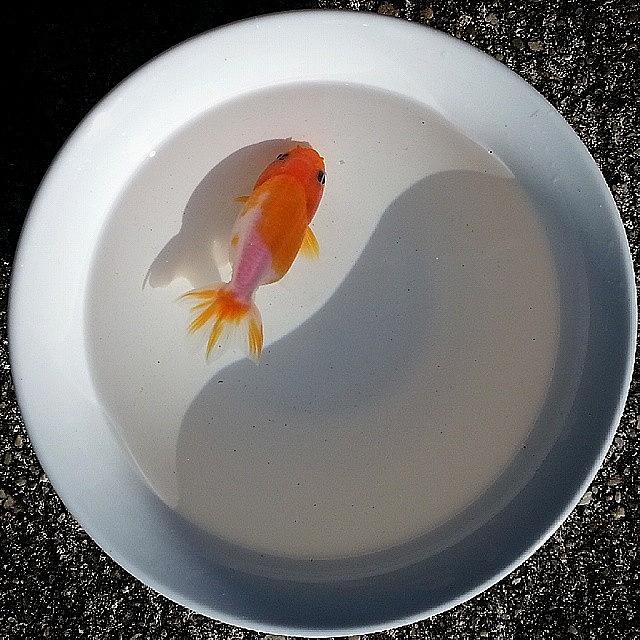 Fish Photograph - ..::grenade::..- #goldfishunion #1 by Joseph Brown