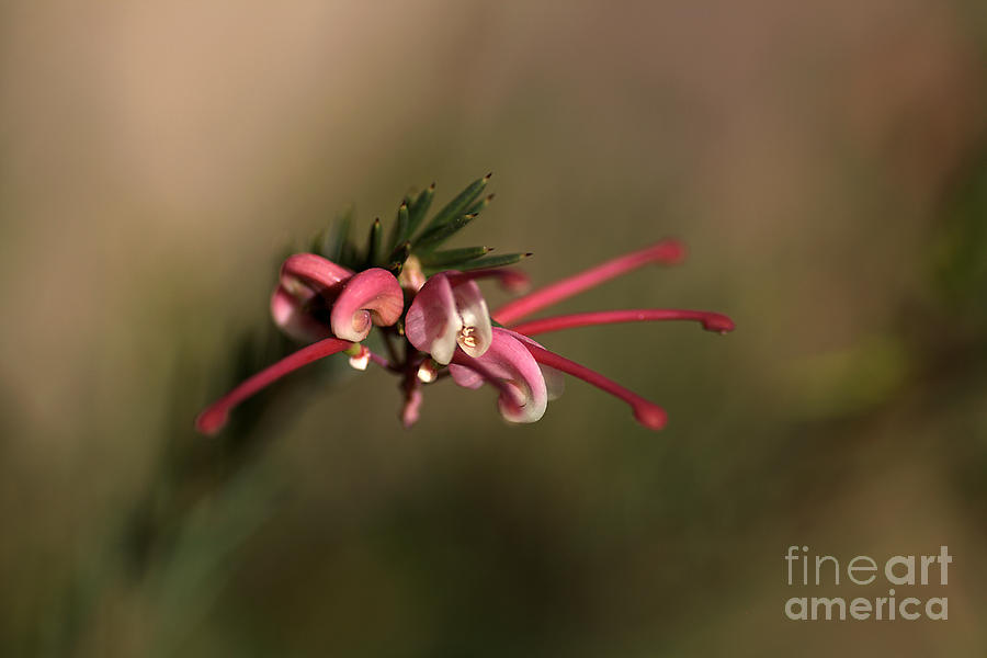 Grevillea Flower #1 Photograph by Joy Watson