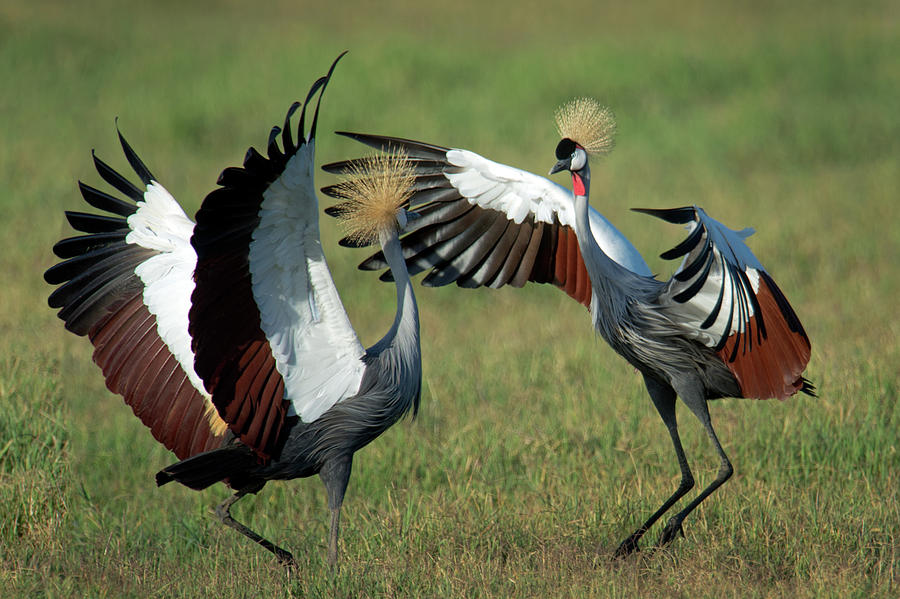 Dancing cranes are a wildlife spectacle for the ages