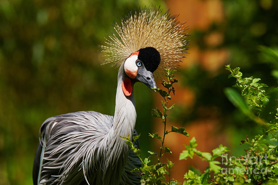 Grey Crowned Crane #2 Photograph by Nick  Biemans
