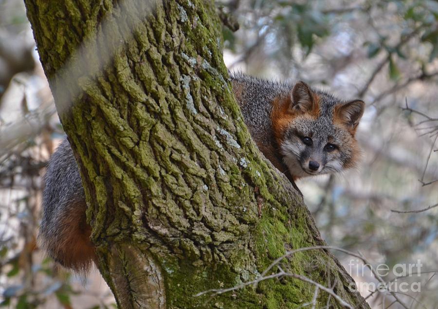 Grey Fox In A Tree #1 Photograph by Kathy Baccari