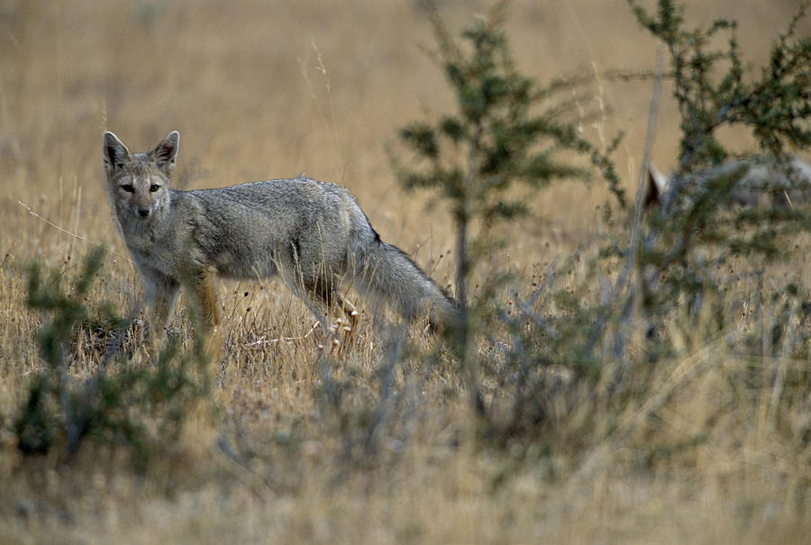 Animal Photograph - Grey Fox In Patagonia, Chile #1 by Peter Essick