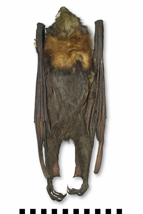 Grey-headed Flying Fox #1 Photograph by Natural History Museum, London/science Photo Library