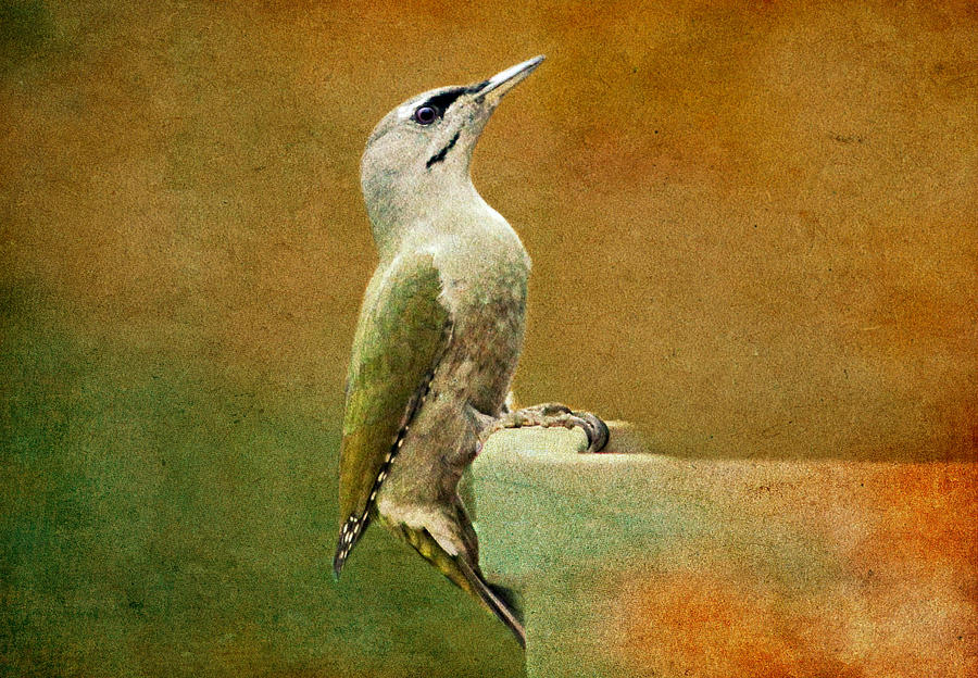 Bird Photograph - Grey-headed Woodpecker #1 by Heike Hultsch