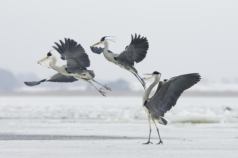 Grey Heron Trio Fighting Over Fish #1 Photograph by Konrad Wothe