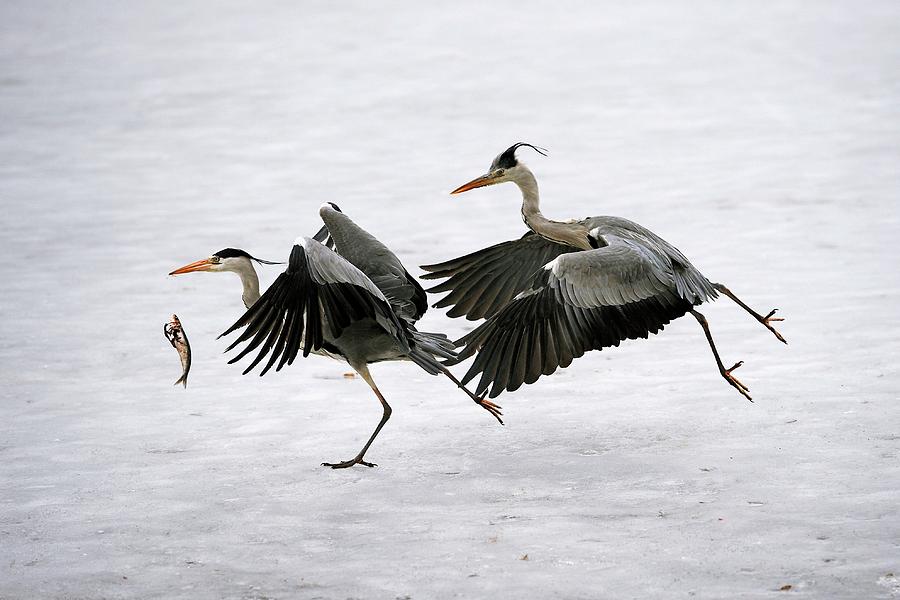 Grey Herons Fighting Over A Fish #1 Photograph by Bildagentur-online/mcphoto-schulz