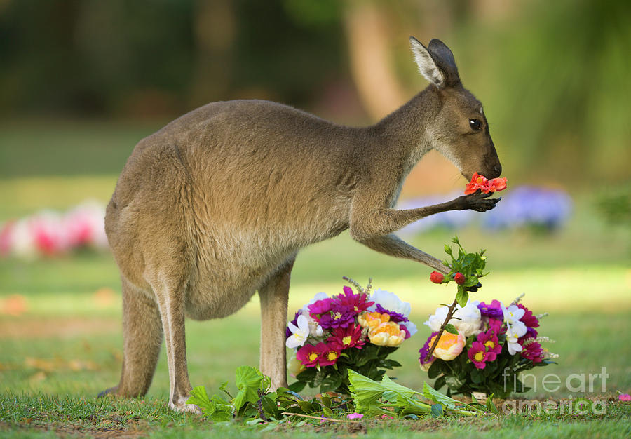 Grey Kangaroo in Graveyard Photograph by Yva Momatiuk John Eastcott
