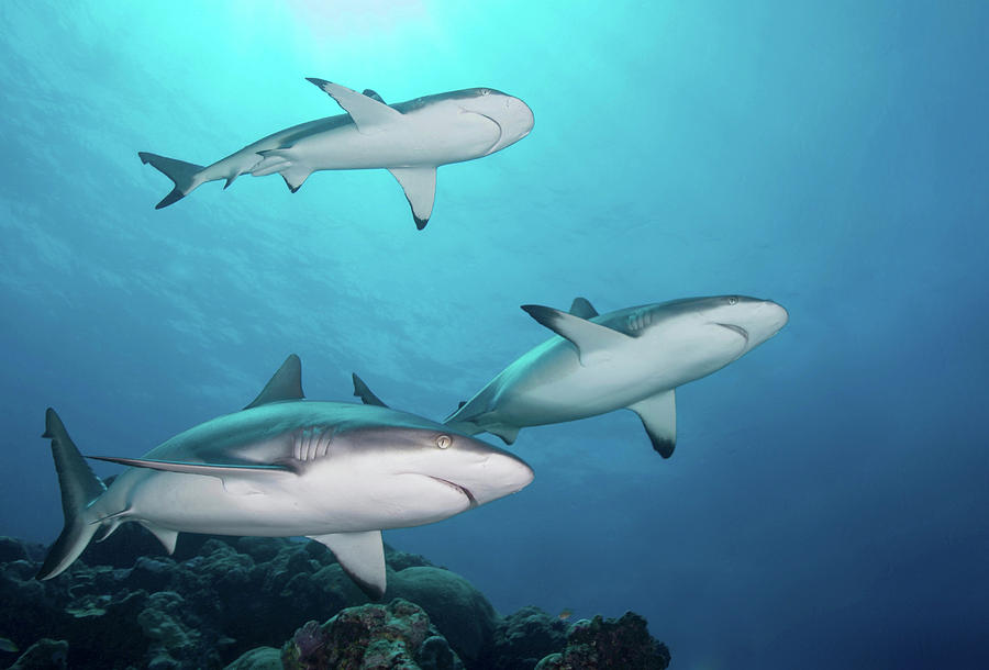 Grey Reef Sharks, Yap, Micronesia #1 Photograph by Andreas Schumacher