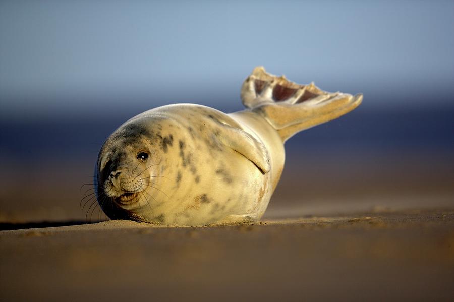 Grey Seal Pup Photograph by Simon Booth/science Photo Library - Fine ...