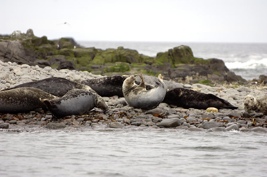 Nature Photograph - Grey Seals #1 by Dr P. Marazzi/science Photo Library