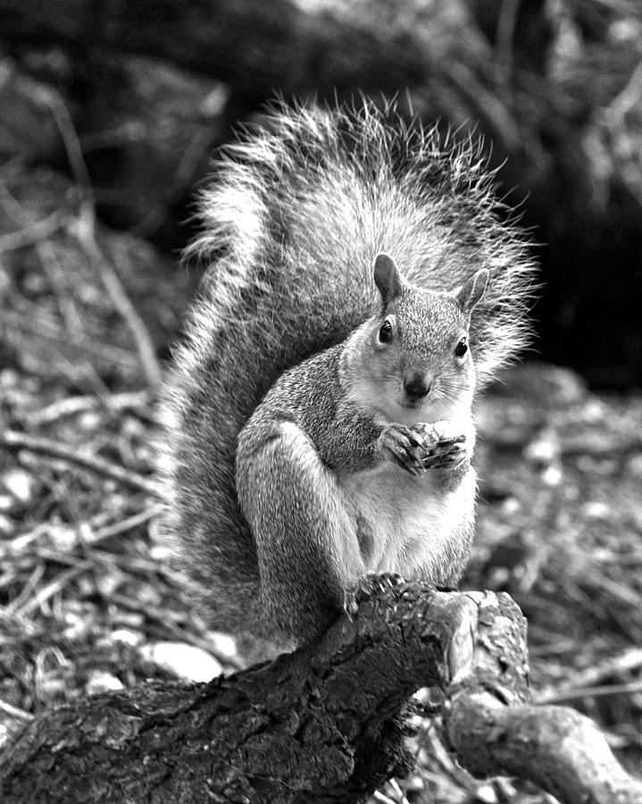 Black And White Photograph - Grey Squirrel #1 by Aaron Wages