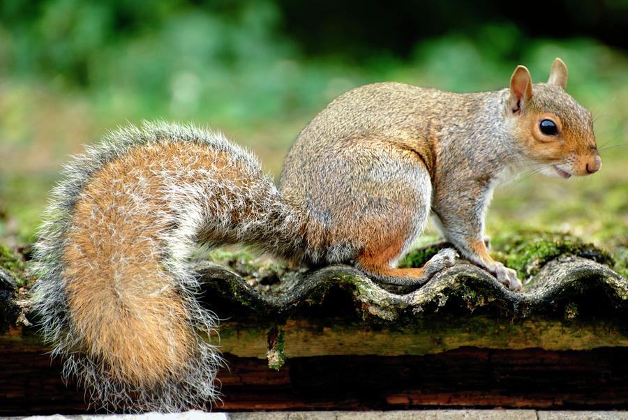 Grey Squirrel #1 Photograph by Ian Gowland/science Photo Library