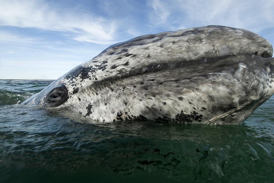 Grey Whale #1 Photograph by Christopher Swann