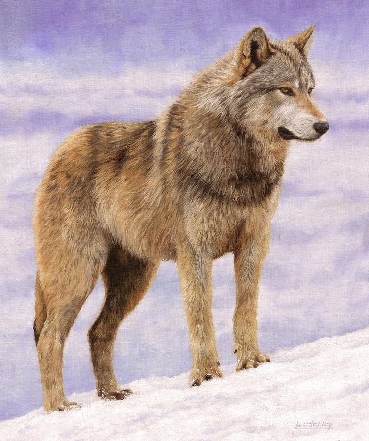 Wolves Painting - Grey Wolf #3 by David Stribbling