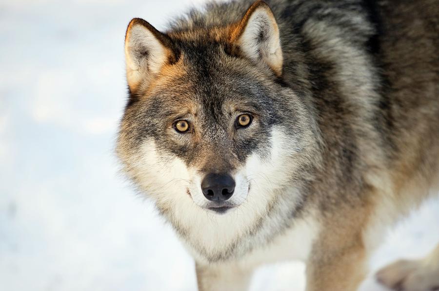Grey Wolf Photograph by Dr P. Marazzi/science Photo Library - Fine Art ...