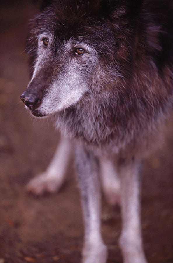 Wildlife Photograph - Grey Wolf In Captivity At Californias #1 by Peter McBride
