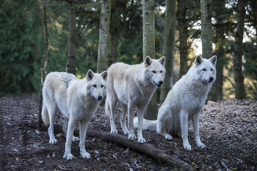 Grey Wolf Pack #1 Photograph by Mark Newman
