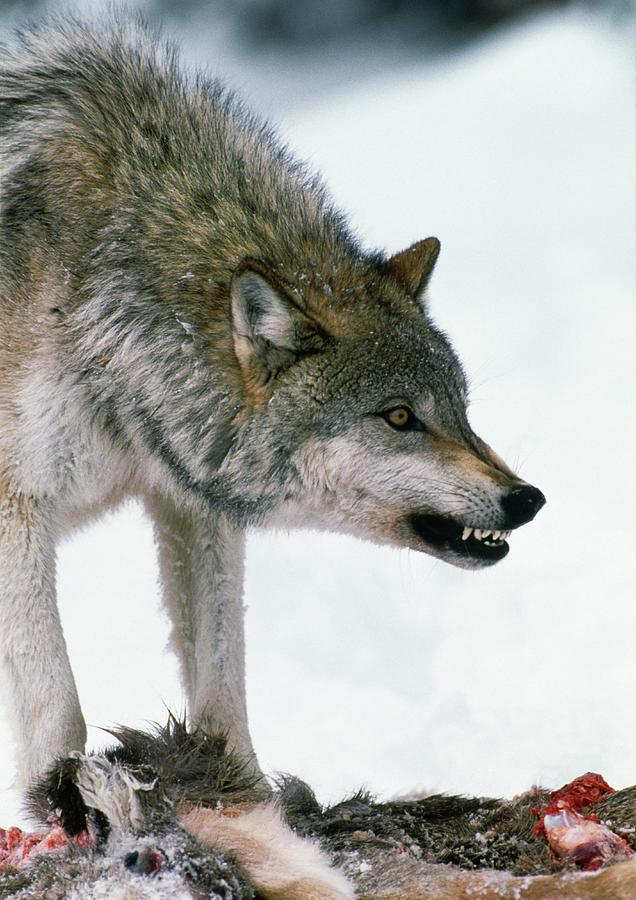 Wildlife Photograph - Grey Wolf With A Kill #1 by William Ervin/science Photo Library