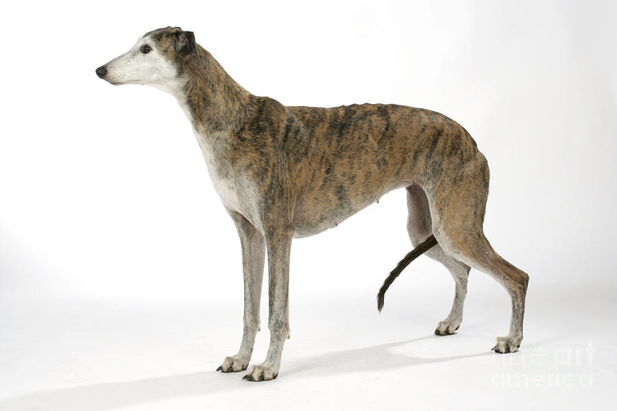 Dog Photograph - Greyhound Dog #1 by John Daniels
